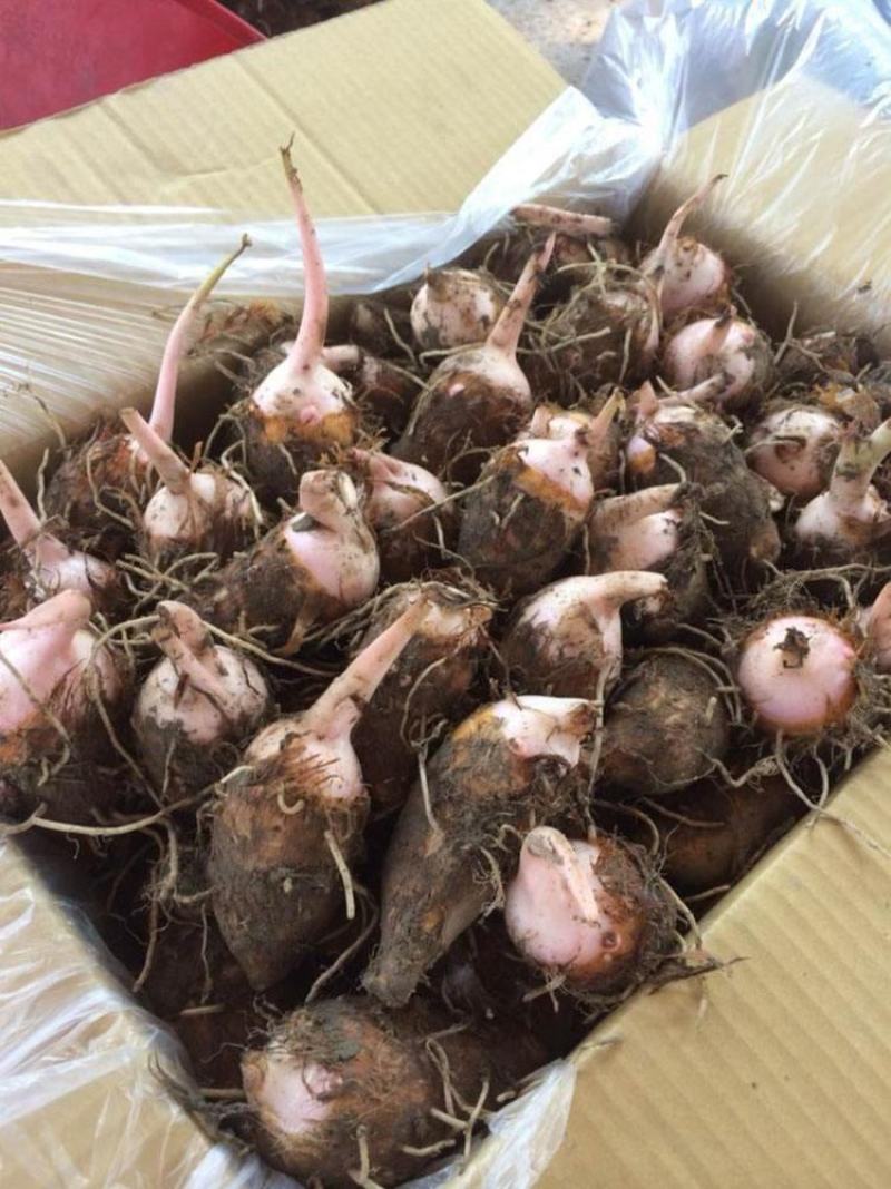 广西荔浦芋头种子苗种植苗槟榔紫藤香芋新鲜蔬菜种苗育苗粉糯