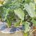 广西荔浦芋头种子苗种植苗槟榔紫藤香芋新鲜蔬菜种苗育苗粉糯