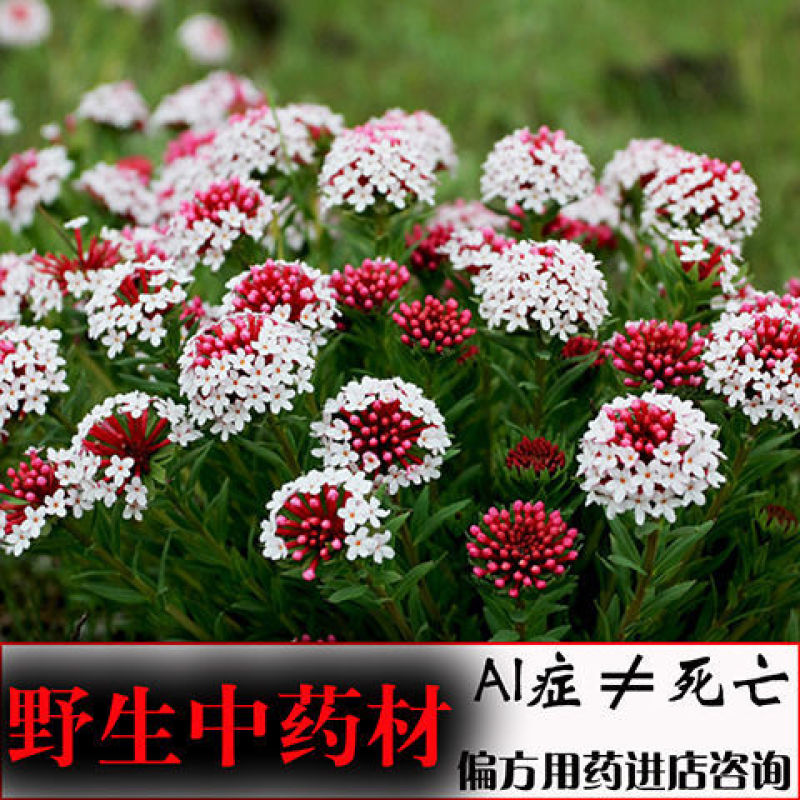 内蒙草原瑞香狼毒、又名断肠草拔萝卜燕子花馒头花(狼毒)