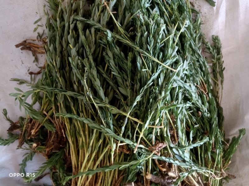 内蒙草原瑞香狼毒、又名断肠草拔萝卜燕子花馒头花(狼毒)