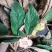 野生石上莲