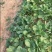 平度优质甜宝草莓嫁植苗，一级无病菌，高产，根系发达
