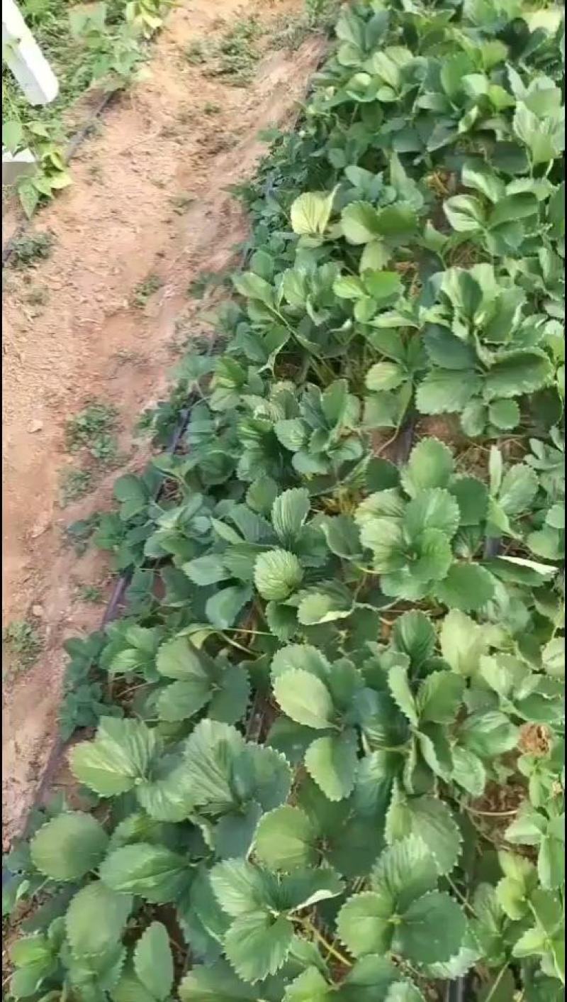 平度优质甜宝草莓嫁植苗，一级无病菌，高产，根系发达