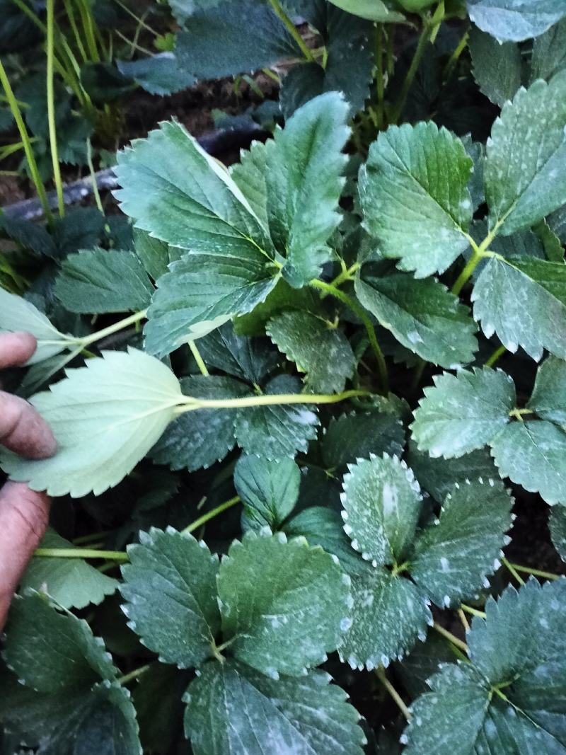 平度优质甜宝草莓嫁植苗，一级无病菌，高产，根系发达
