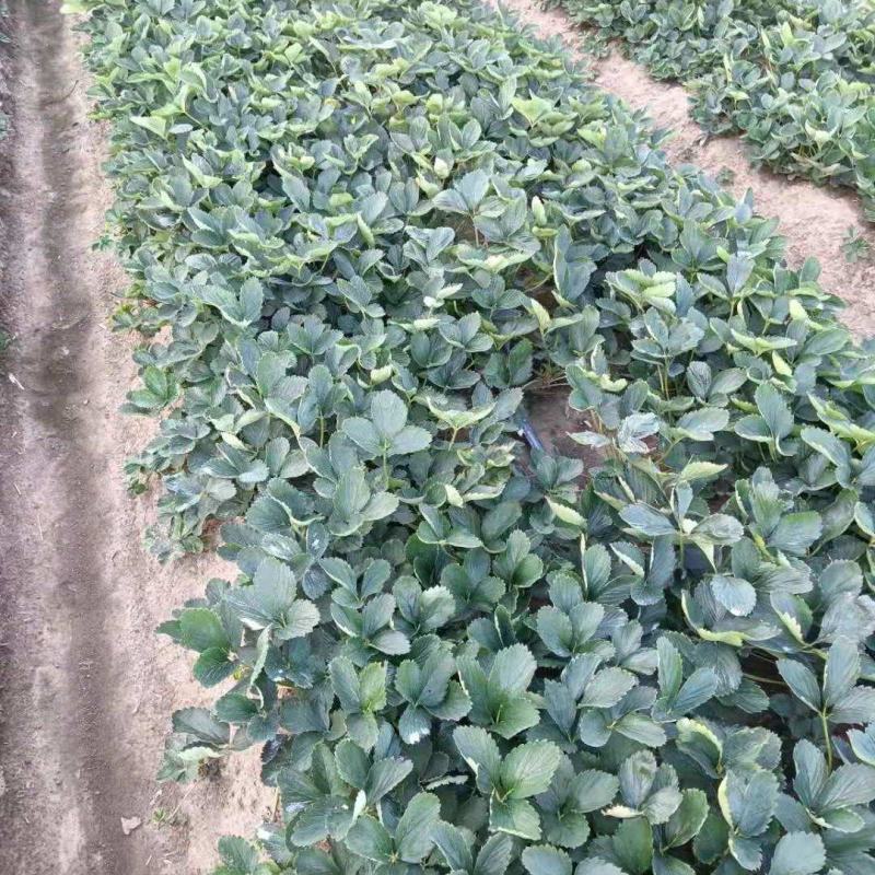 平度优质甜宝草莓嫁植苗，一级无病菌，高产，根系发达