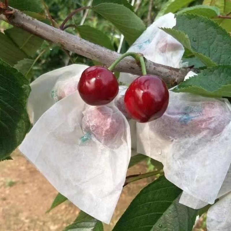 精品甘肃套袋大樱桃，色香味美大量上市全国包邮