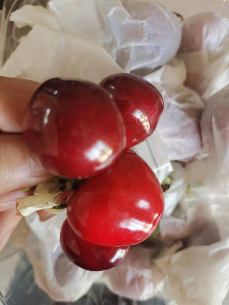 精品甘肃套袋大樱桃，色香味美大量上市全国包邮
