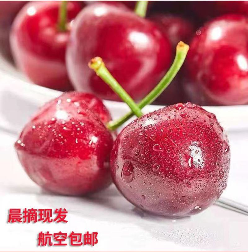 精品甘肃套袋大樱桃，色香味美大量上市全国包邮