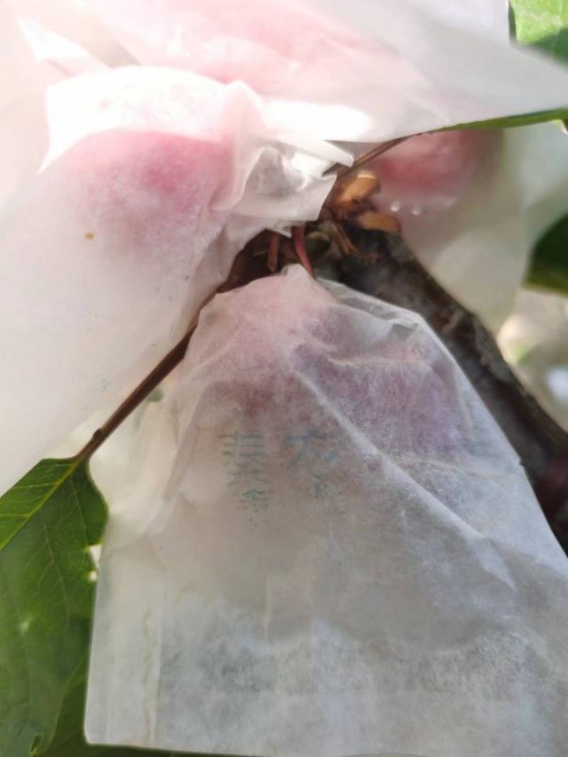 精品甘肃套袋大樱桃，色香味美大量上市全国包邮