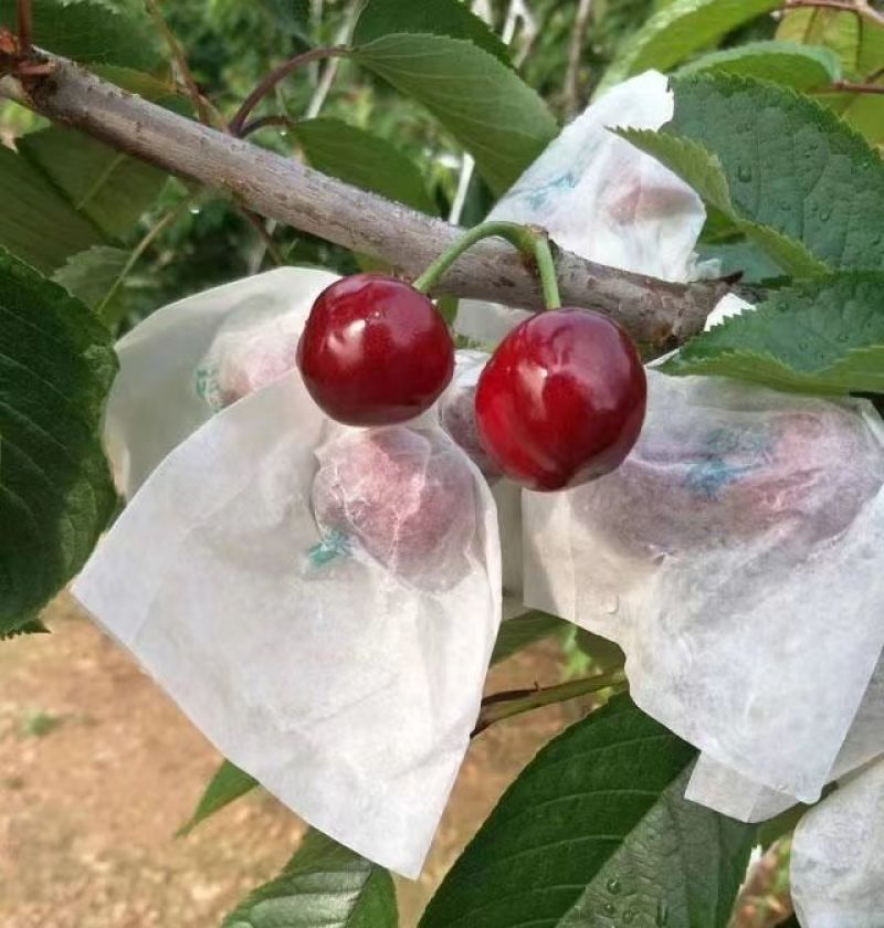 精品甘肃套袋大樱桃，色香味美大量上市全国包邮