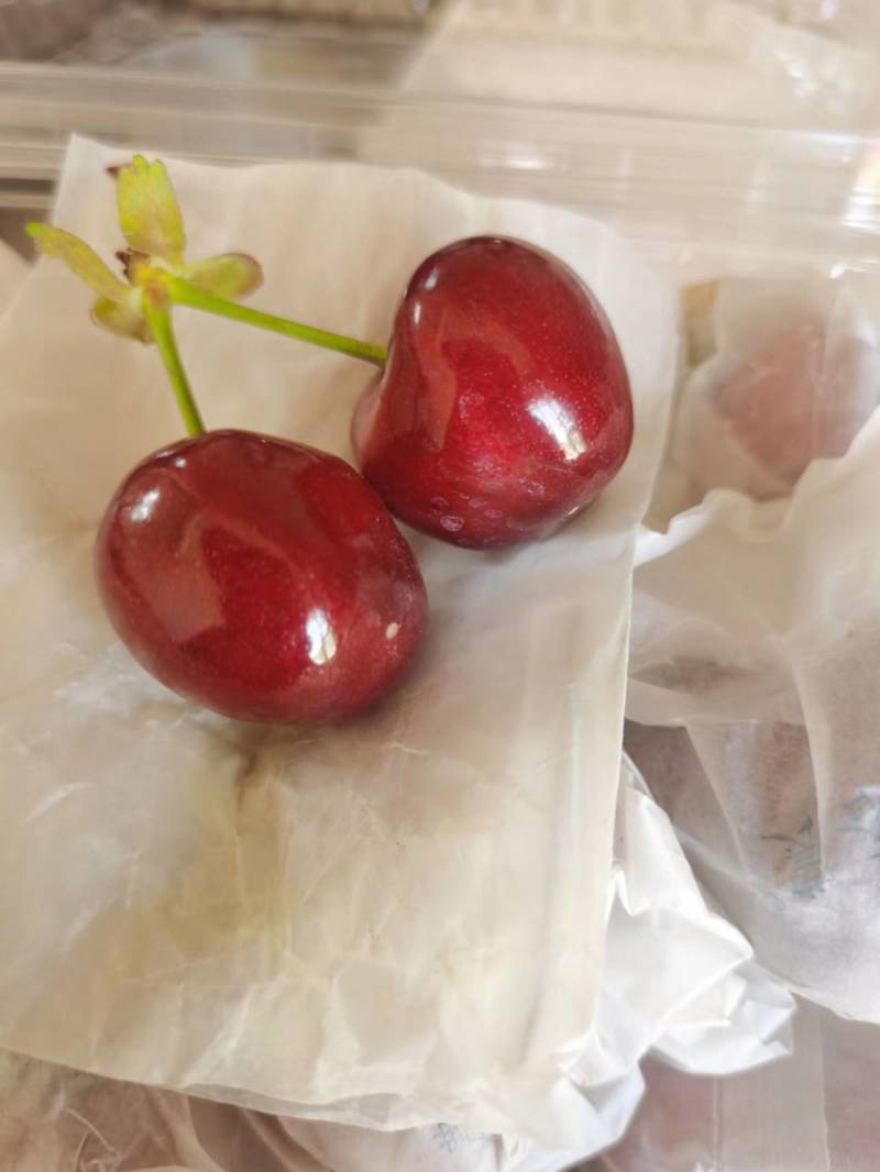 精品甘肃套袋大樱桃，色香味美大量上市全国包邮