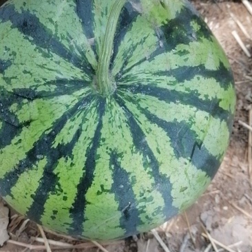 河南小弓棚西瓜上市。。皮毛好。熟度好。精品货