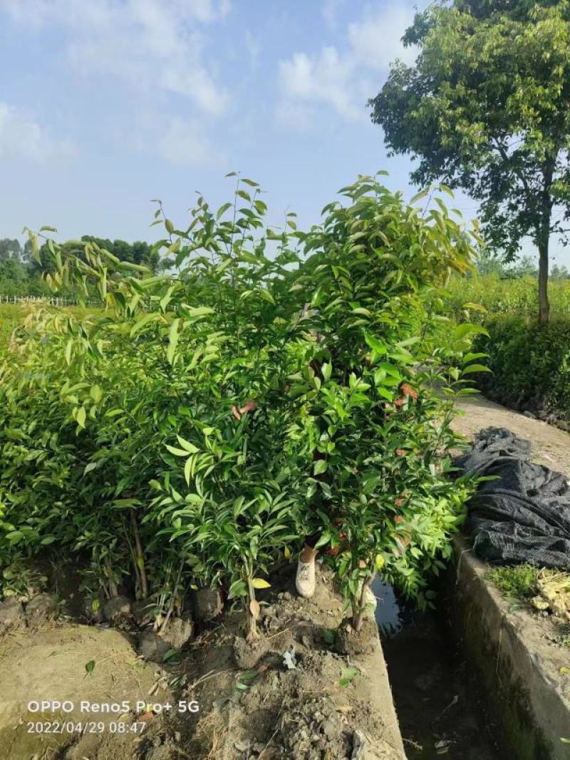 四川天竺桂绿篱，成都天竺桂绿篱，精品天竺桂绿篱