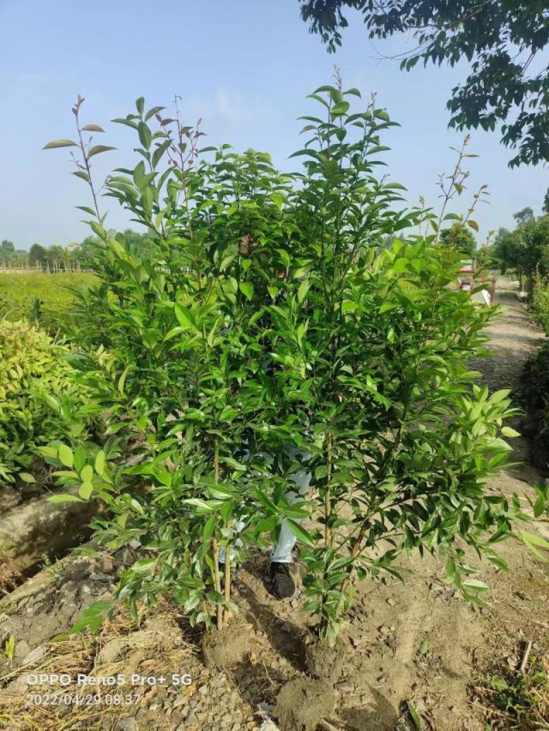 四川天竺桂绿篱，成都天竺桂绿篱，精品天竺桂绿篱
