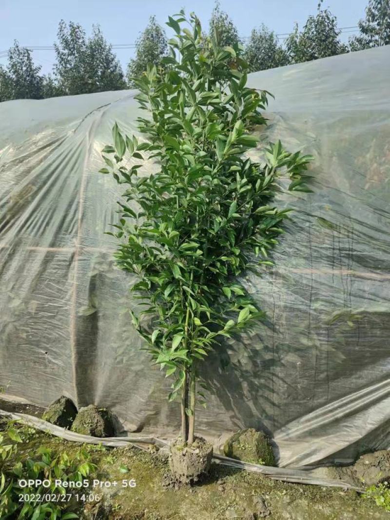 四川天竺桂绿篱，成都天竺桂绿篱，精品天竺桂绿篱