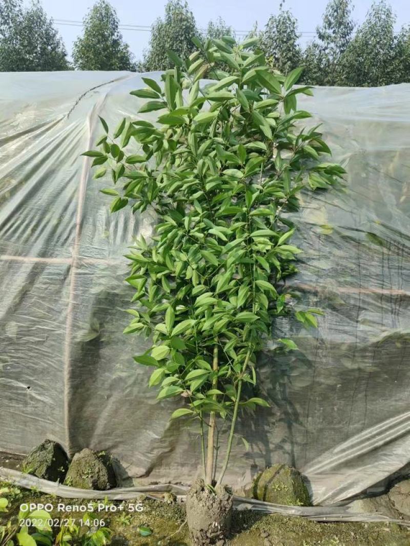 四川天竺桂绿篱，成都天竺桂绿篱，精品天竺桂绿篱