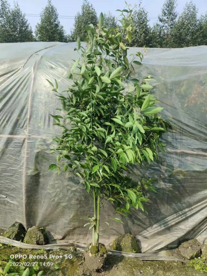 四川天竺桂绿篱，成都天竺桂绿篱，精品天竺桂绿篱