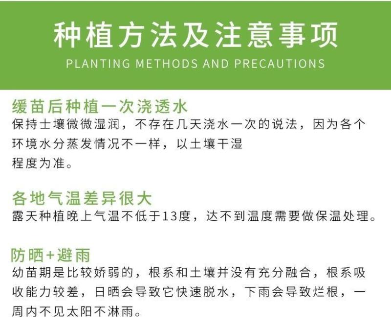 宽扁四季豆三扁芸豆种子宽芸豆油豆角青架芸豆种早熟春秋季