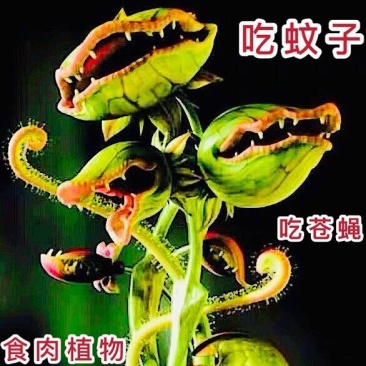 食人花植物捕蝇草超大大嘴猪笼草食虫草驱蚊草捕蚊室内绿植捕