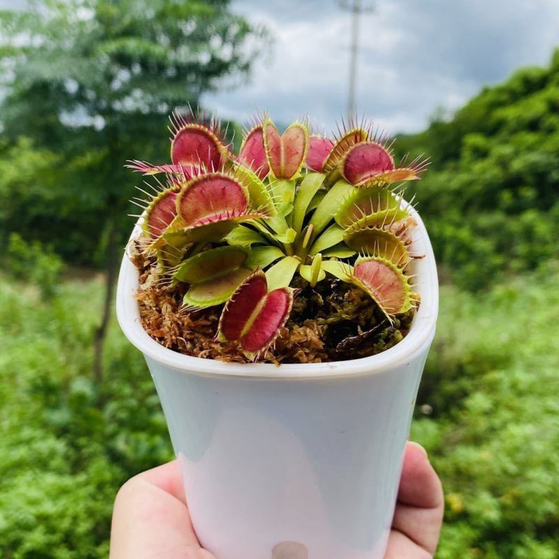 食人花植物捕蝇草超大大嘴猪笼草食虫草驱蚊草捕蚊室内绿植捕