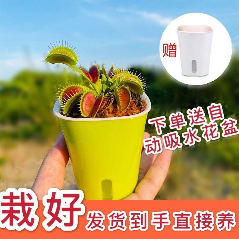 食人花植物捕蝇草超大大嘴猪笼草食虫草驱蚊草捕蚊室内绿植捕