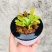 食人花植物捕蝇草超大大嘴猪笼草食虫草驱蚊草捕蚊室内绿植捕