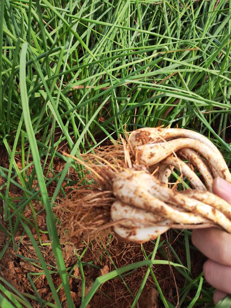 藠头茭头江西特产牛腿藠生米藠鸡腿藠种子蔬菜腌制千亩基地