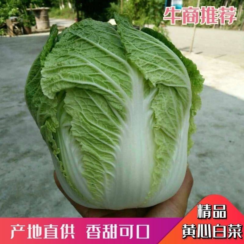 精品白菜黄心白菜支持视频看货质量很好保质保量