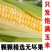 精品玉米,甜玉米产地直供看货论价保质保量欢迎订购