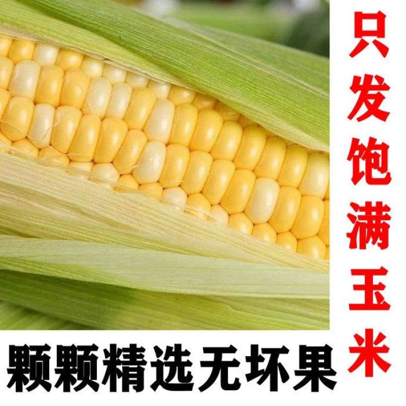 精品玉米，甜玉米产地直供看货论价保质保量欢迎订购