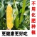 精品玉米,甜玉米产地直供看货论价保质保量欢迎订购