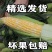 精品玉米,甜玉米产地直供看货论价保质保量欢迎订购