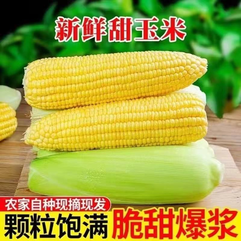 精品玉米，甜玉米产地直供看货论价保质保量欢迎订购
