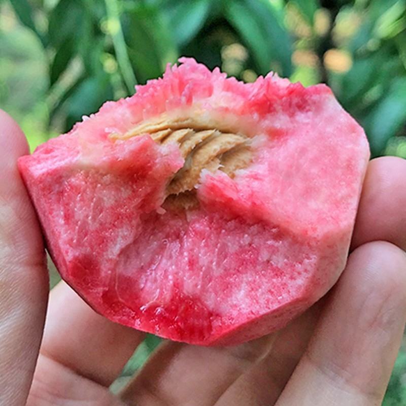 蜜桃水蜜桃，毛桃，油桃产地直销看货论价欢迎订购