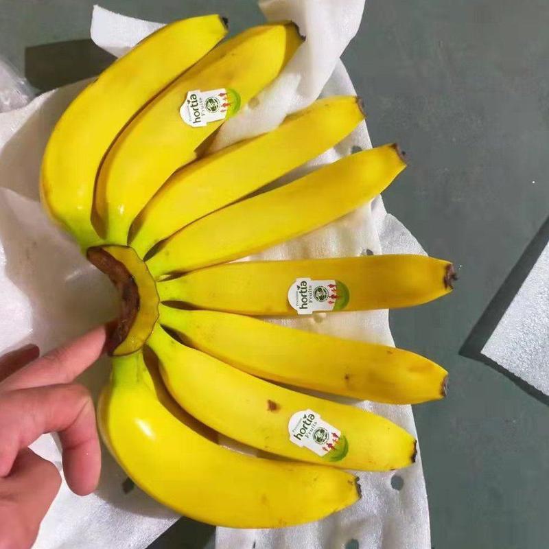 菲律宾香蕉大量现货质量保证价格实惠一手货源