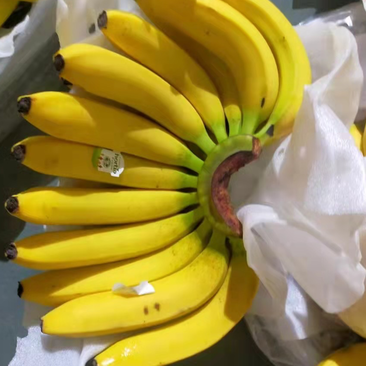 进口菲律宾香蕉，大量现货，货量充足一手货源
