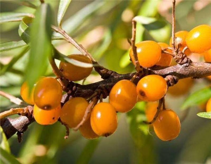 沙棘种子大果沙棘种子四季水果容易种南方北方种植沙棘树种子