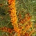 沙棘种子大果沙棘种子四季水果容易种南方北方种植沙棘树种子
