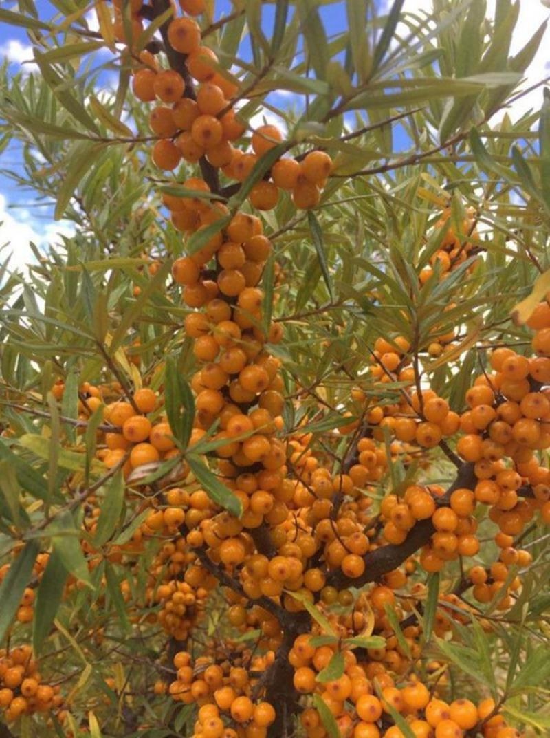 沙棘种子大果沙棘种子四季水果容易种南方北方种植沙棘树种子