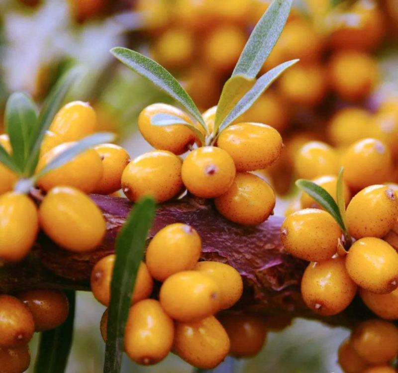 沙棘种子大果沙棘种子四季水果容易种南方北方种植沙棘树种子