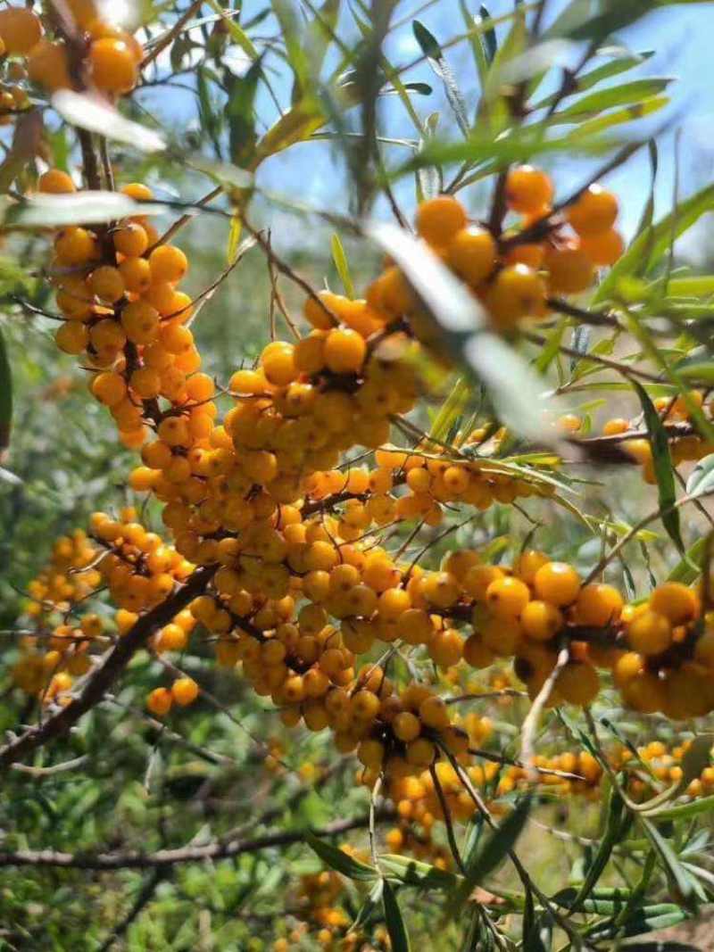 沙棘种子大果沙棘种子四季水果容易种南方北方种植沙棘树种子