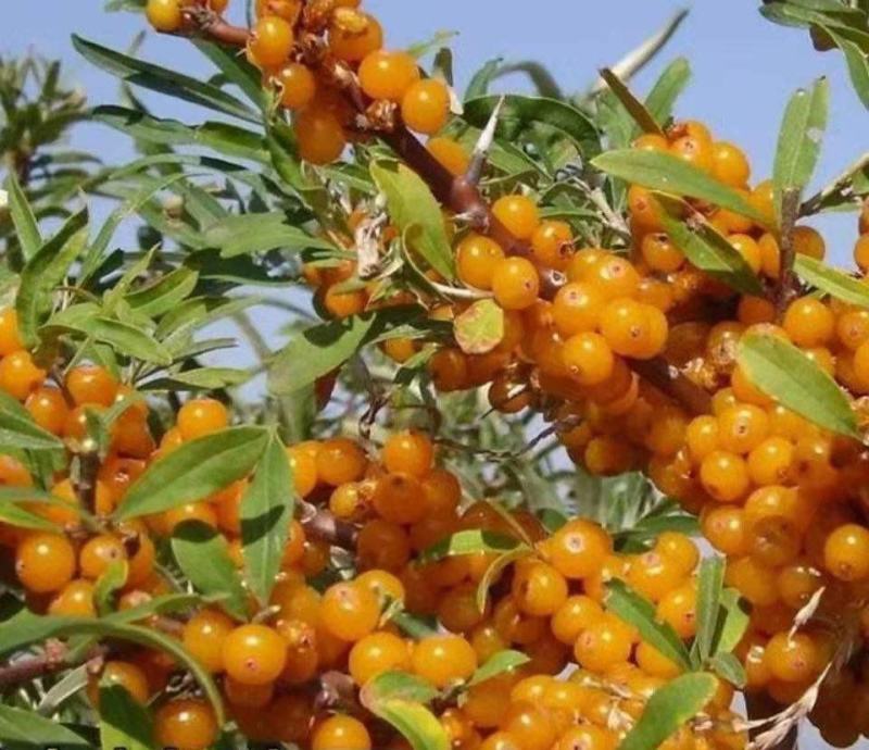 沙棘种子大果沙棘种子四季水果容易种南方北方种植沙棘树种子