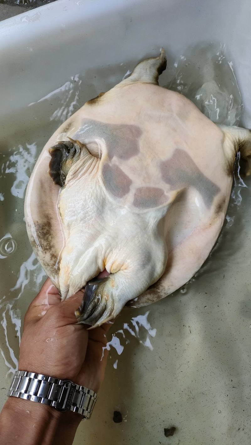 土甲鱼甲鱼乡下土货大量上中华鳖团鱼批发/零售
