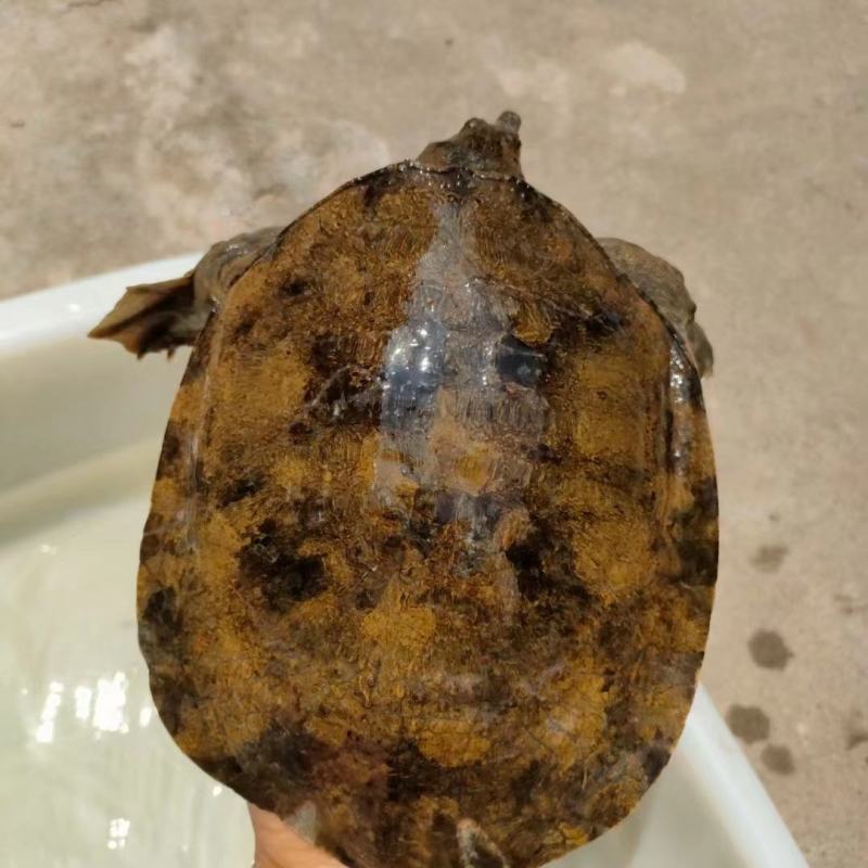 土甲鱼甲鱼乡下土货大量上中华鳖团鱼批发/零售
