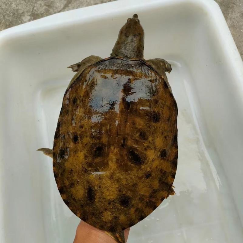 土甲鱼甲鱼乡下土货大量上中华鳖团鱼批发/零售
