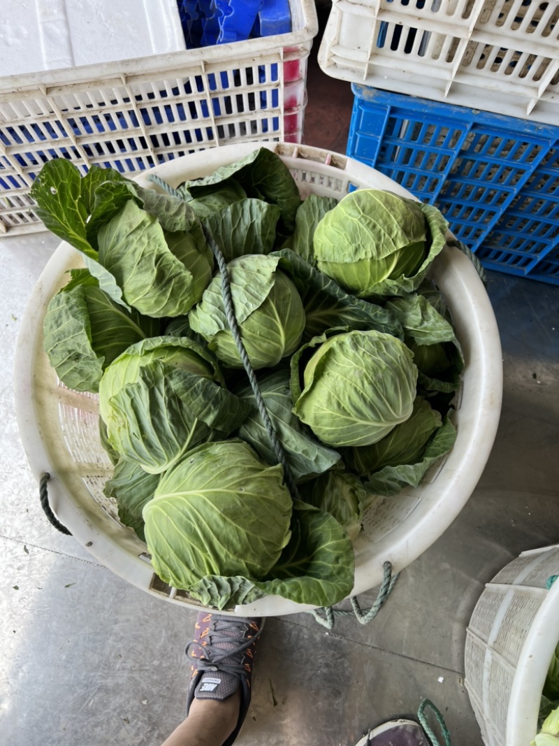 浙江甘蓝圆包菜甘蓝绿丰甘蓝绿甘蓝甘兰一手货源量大优惠