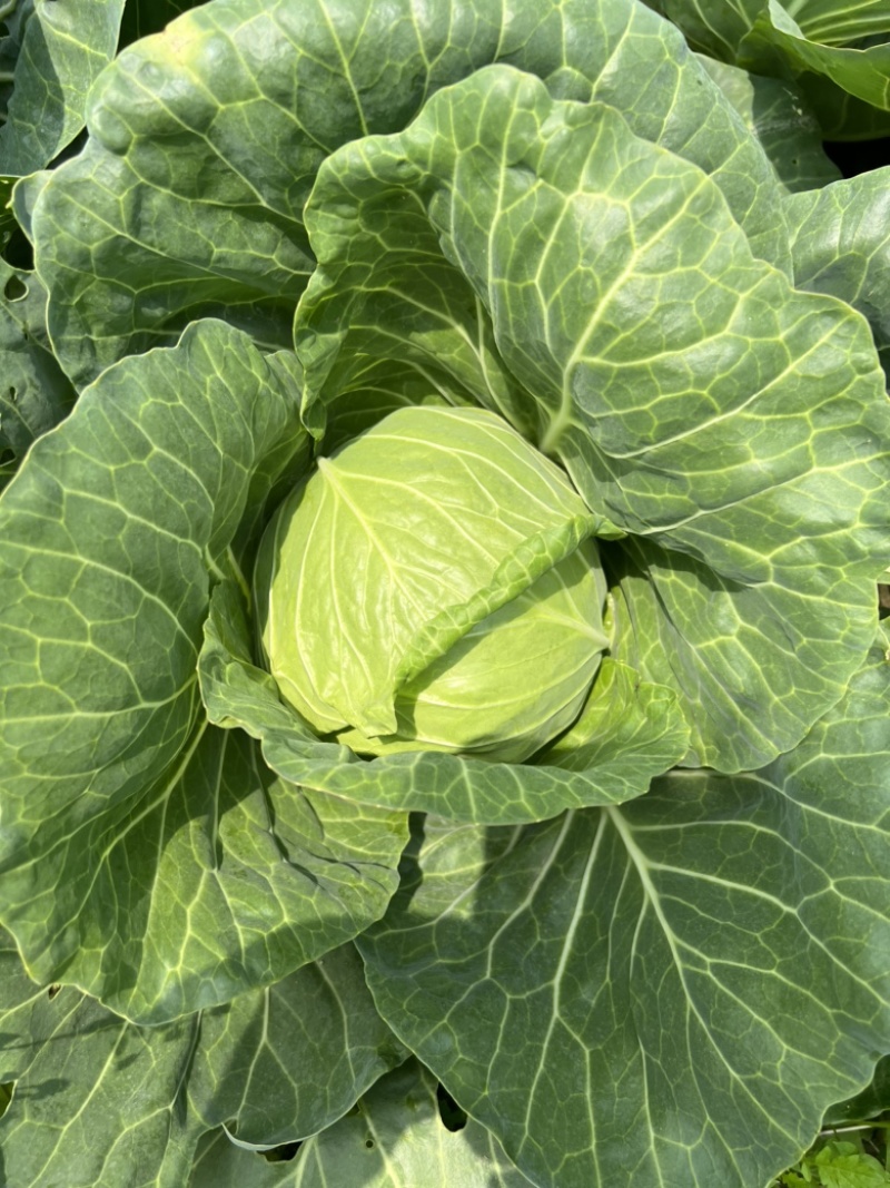 浙江甘蓝圆包菜甘蓝绿丰甘蓝绿甘蓝甘兰一手货源量大优惠