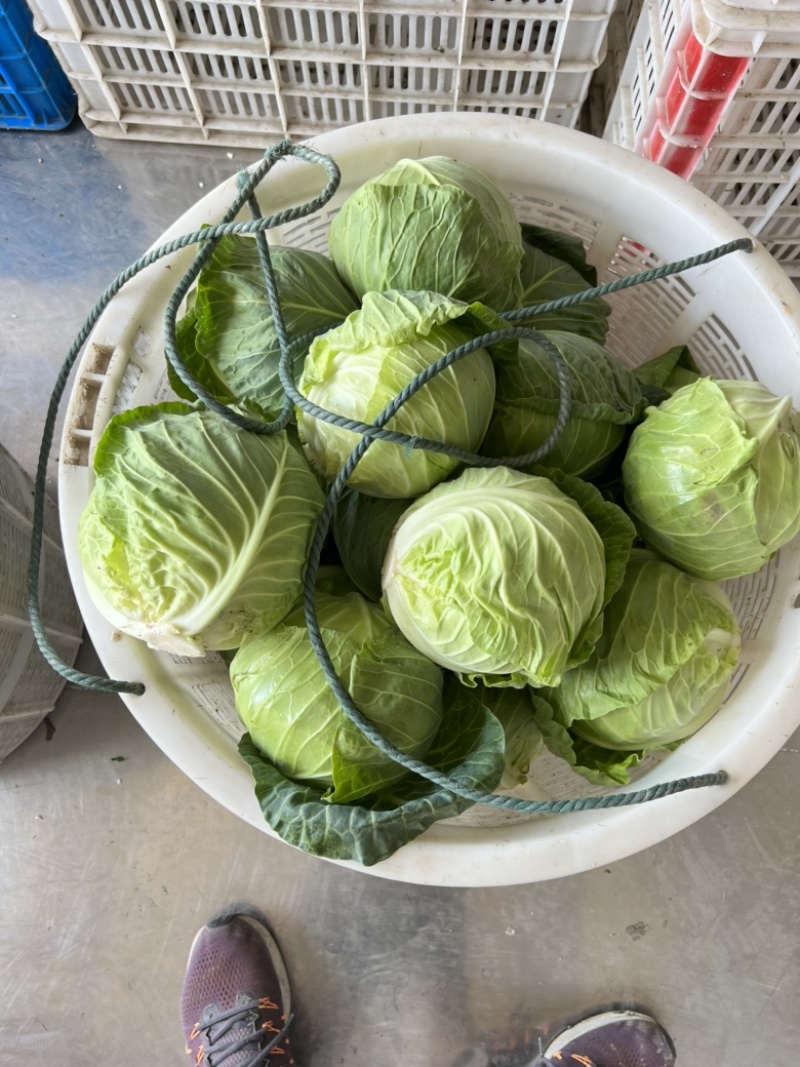 浙江甘蓝圆包菜甘蓝绿丰甘蓝绿甘蓝甘兰一手货源量大优惠
