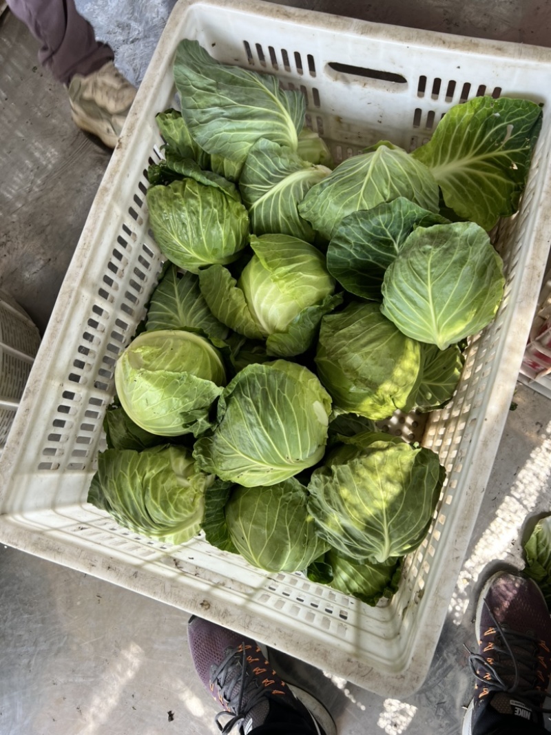 浙江甘蓝绿甘蓝包心菜萧山甘蓝兰州包中甘21保质保量