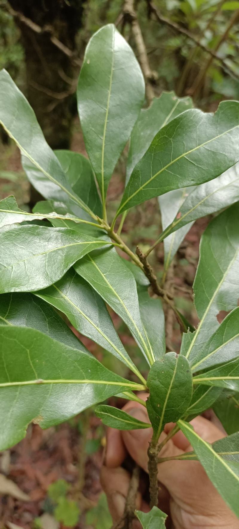 包邮野生山杨梅树皮，需要鲜货，现采现发，干货可以提前预定